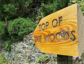 Ӣ޿˿¶ӪTop of the Woods