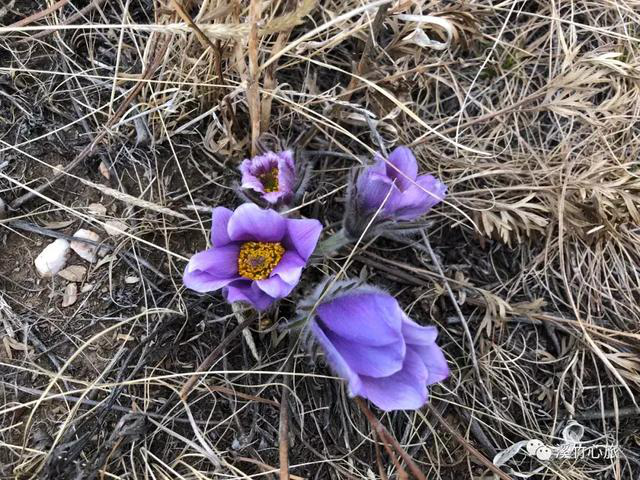 15115949ac1584cf095533.png 亚欧自驾之旅序曲5491.png